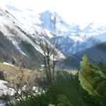 Apartment Alps *